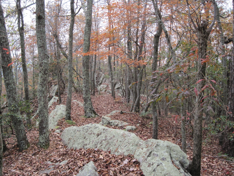 mm 3.6 Wooded summit of Cove Mountain.  The crest of the
mountain forms a long curve which the trail follows for over three miles.
Courtesy dlcul@conncoll.edu