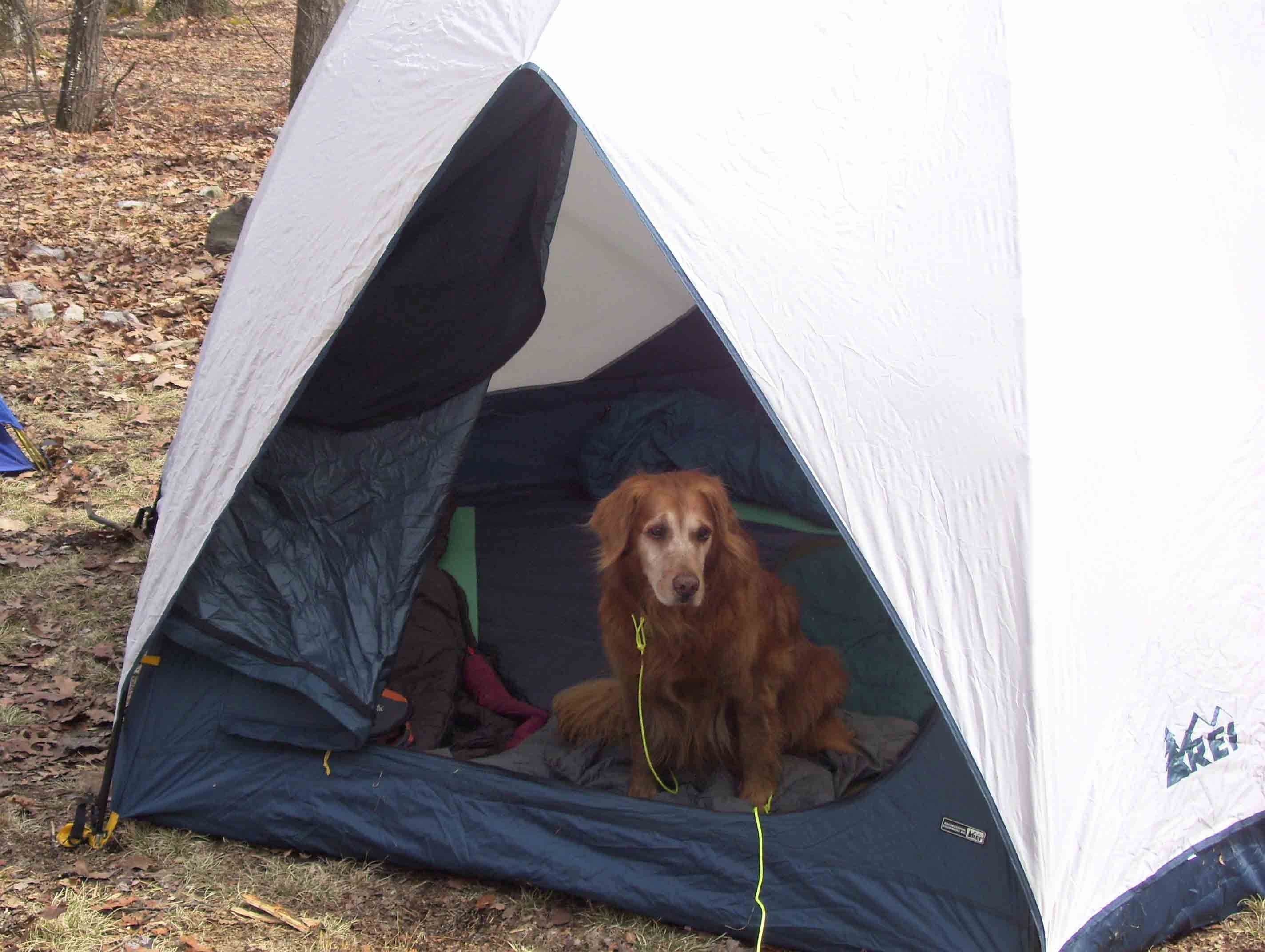 mm 3.4 Am old gentleman at Toms Run Shelters waits for his humans to return.   Courtesy dlcul@conncoll.edu