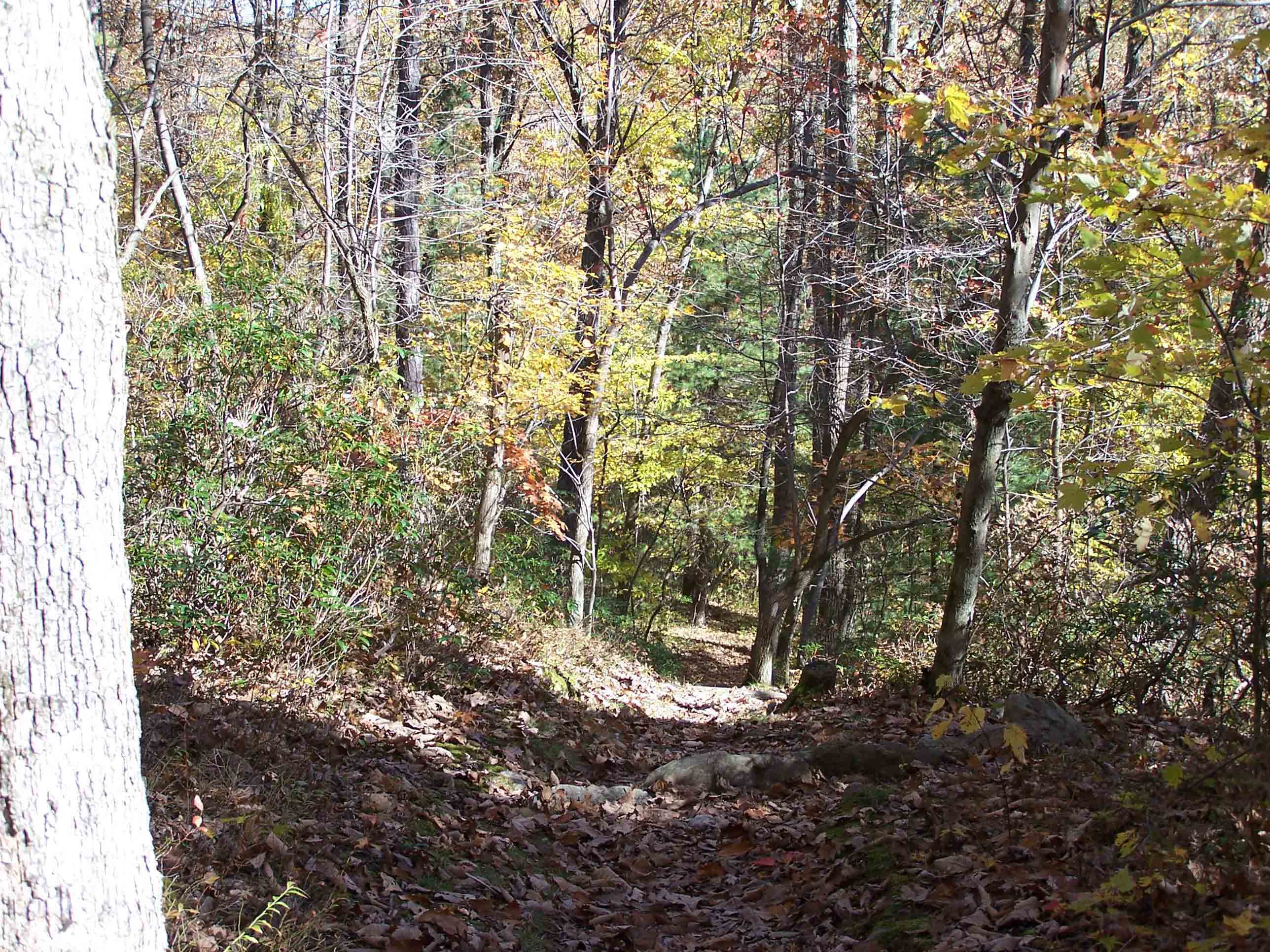 Trail between Milesburn Road (mm 12.1) and Ridge/ Canada Hollow/ Means Hollow Road Intersection (mm 12.5). Courtesy at@rohland.org
