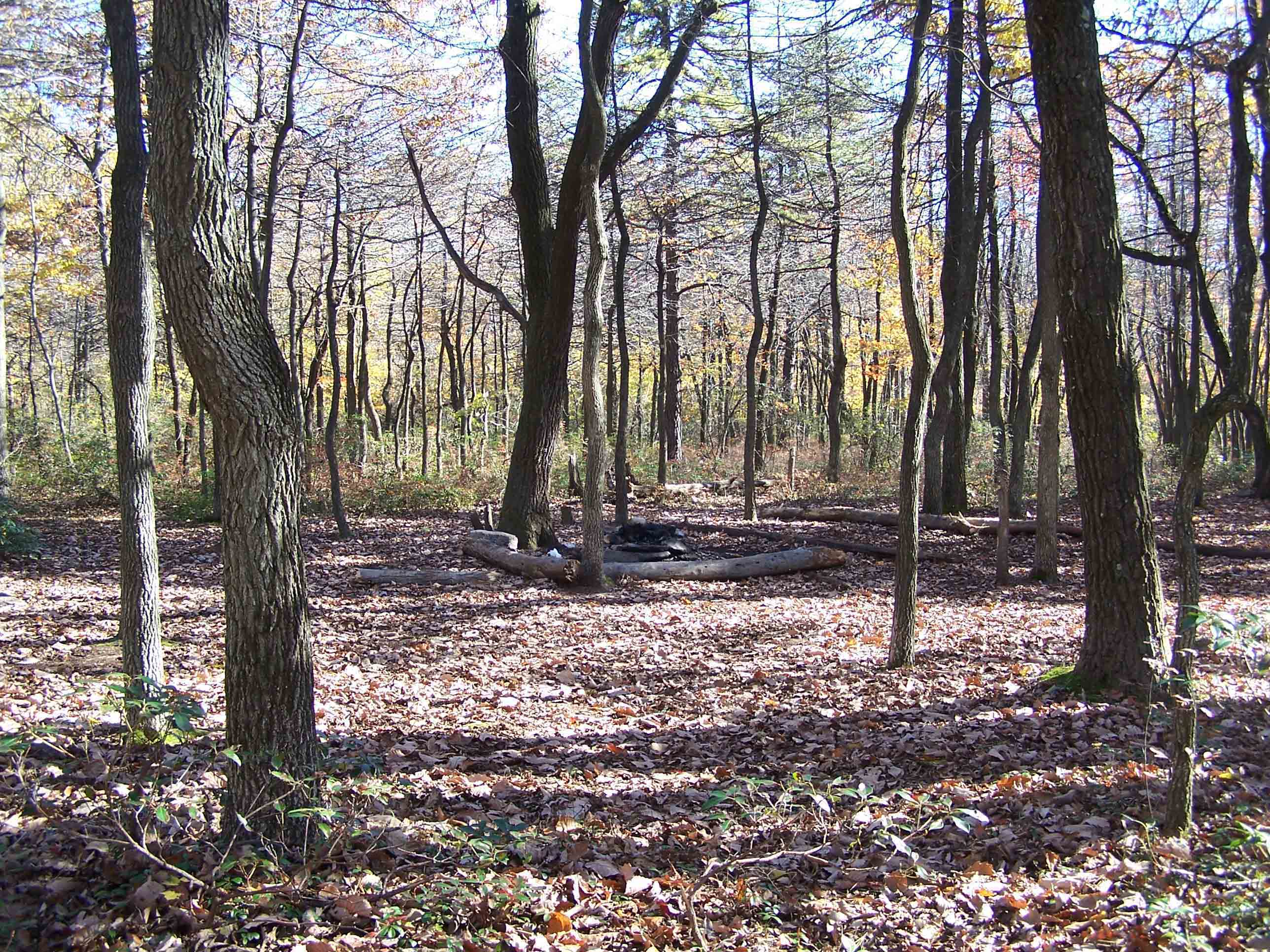 Campground between Birch Run Shelter and Rocky Knob Trail. This is probably the same one as in the previous picture. Courtesy at@rohland.org