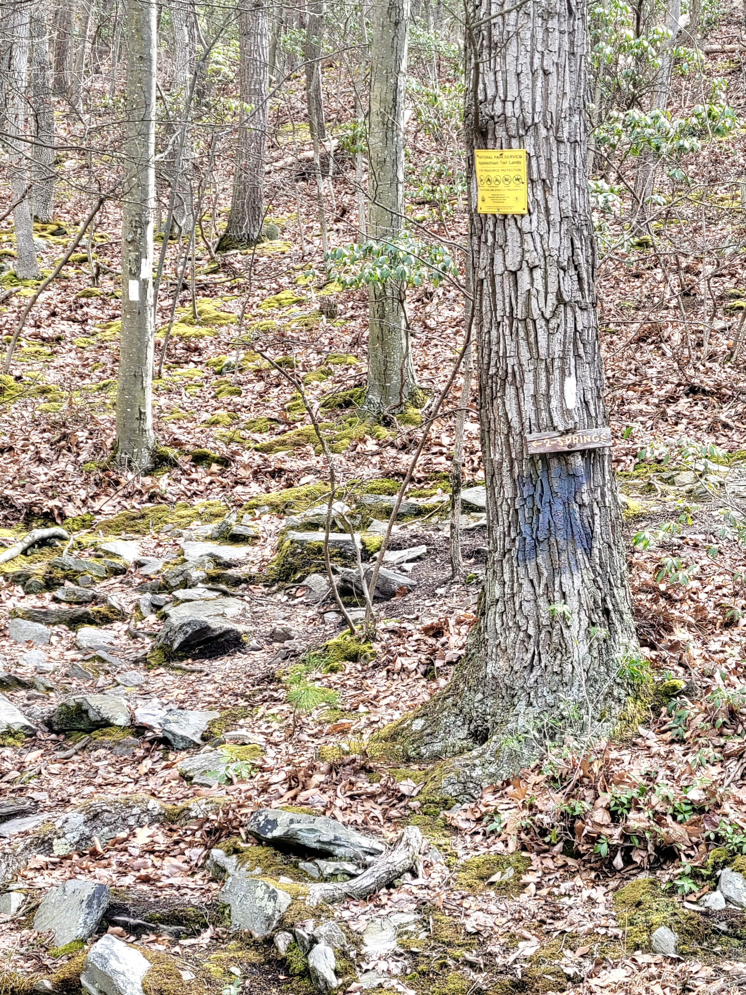 mm 16.8 zoom in to see tree with signage for springs along Buena Vista Road Courtesy cabincellars@yahoo.com