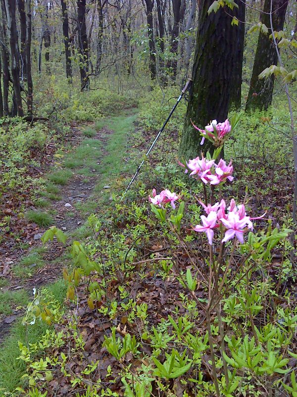 Azaleas in bloom.  GPS N40.5826 W75.9924  Courtesy pjwetzel@gmail.com