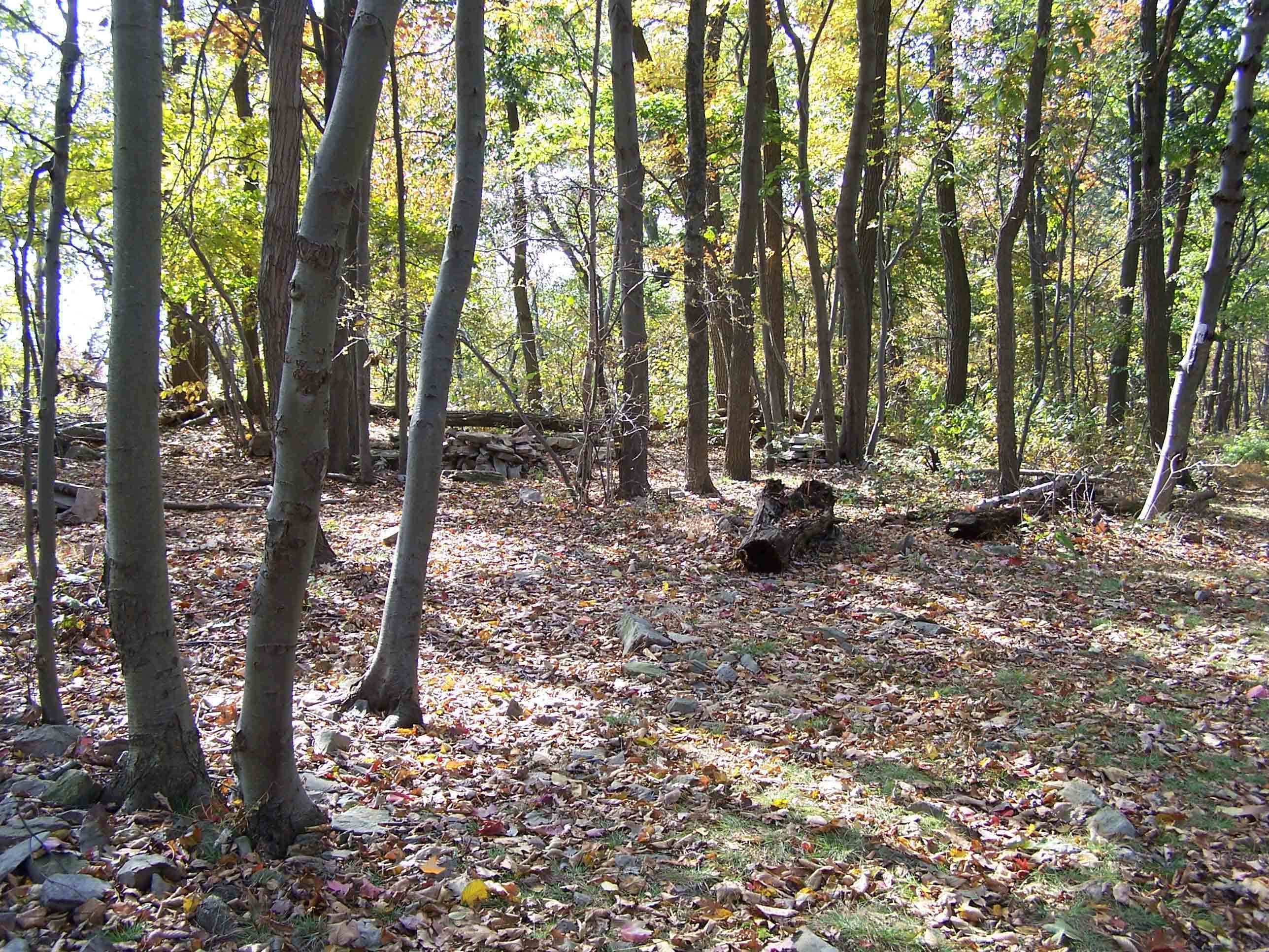 Campsites on trail north of Swatara Gap - south of William Penn Shelter. Courtesy at@rohland.org