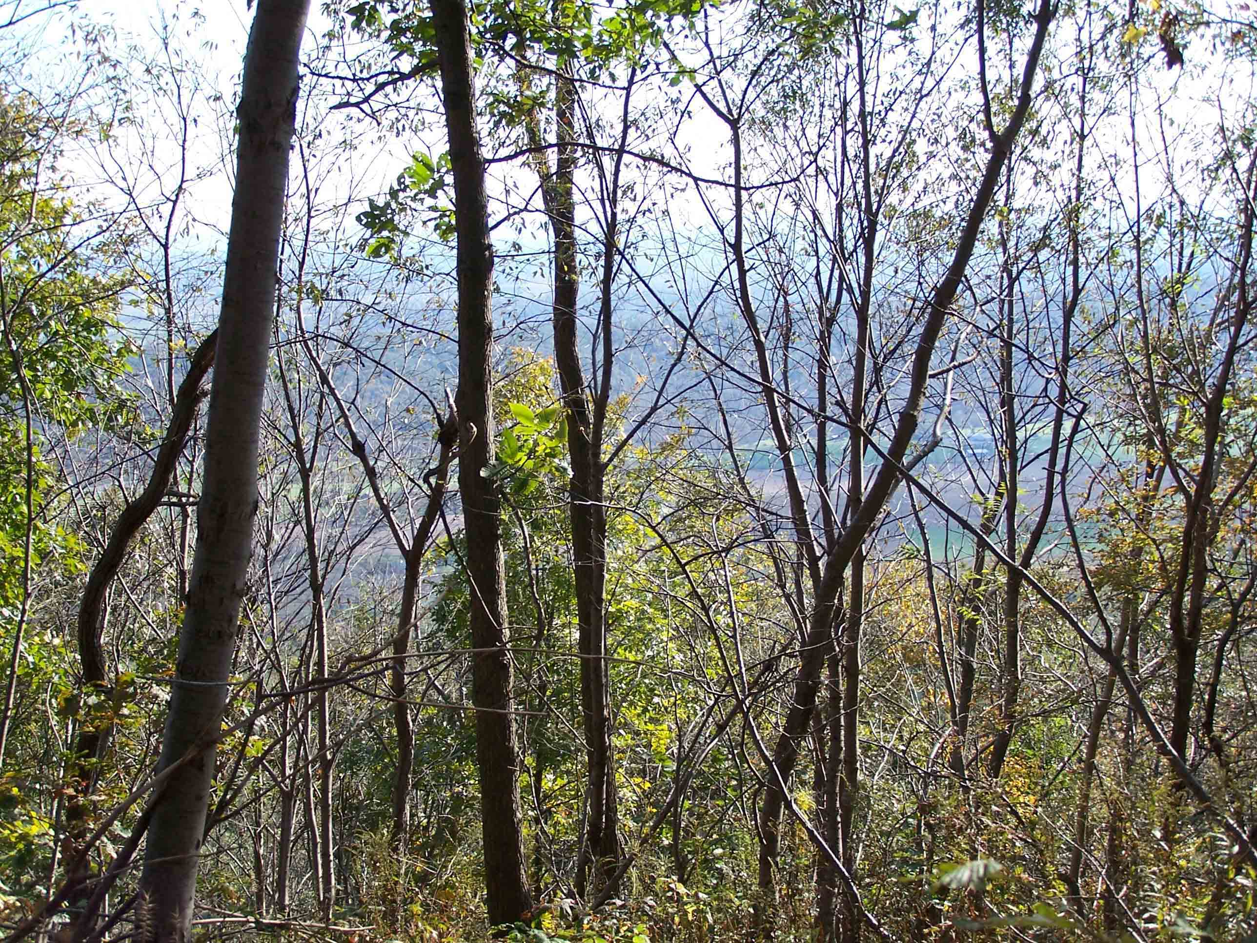 Trail views south of William Penn Shelter - north of Swatara Gap. Courtesy at@rohland.org