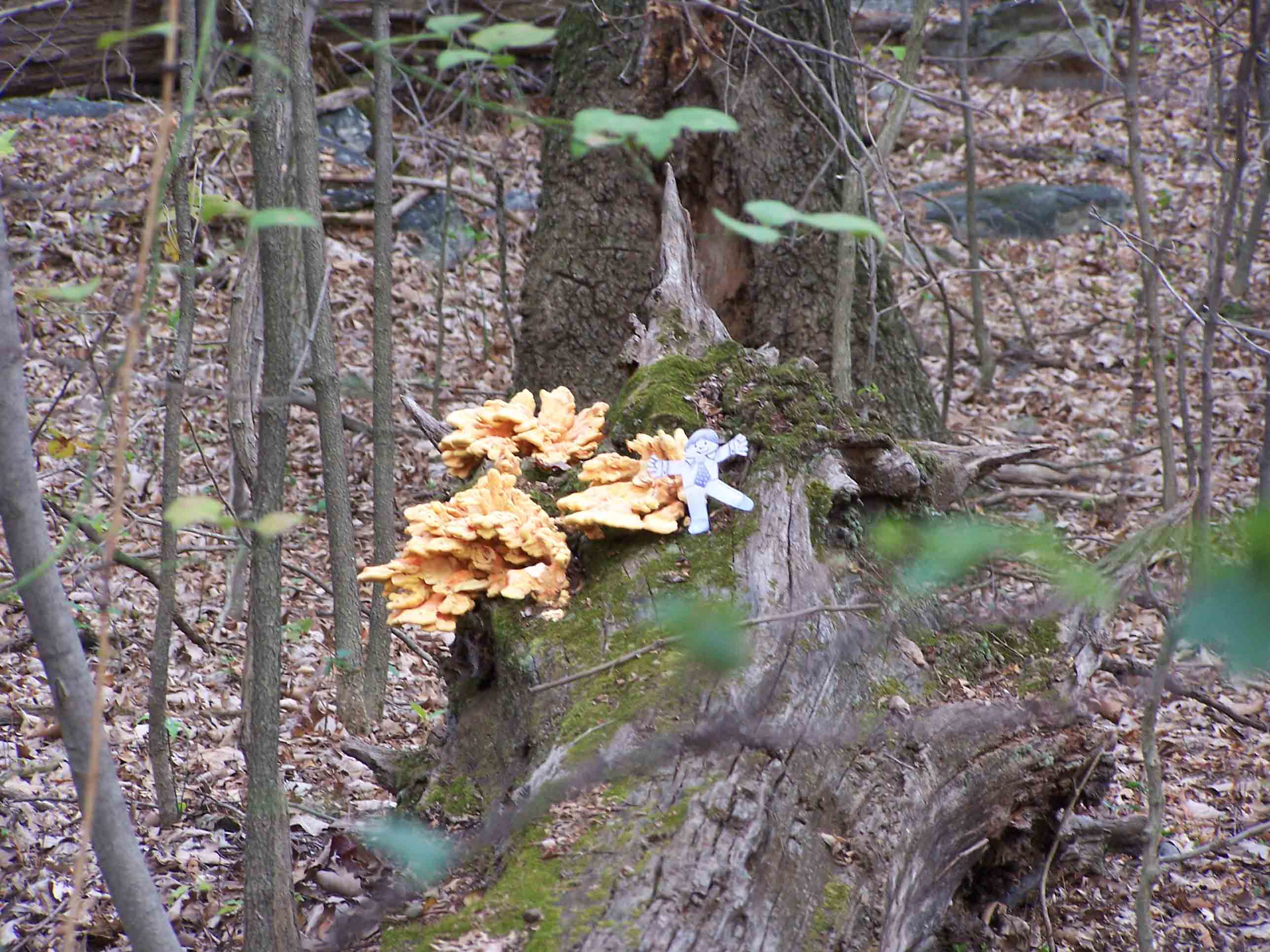 Colorful fungus