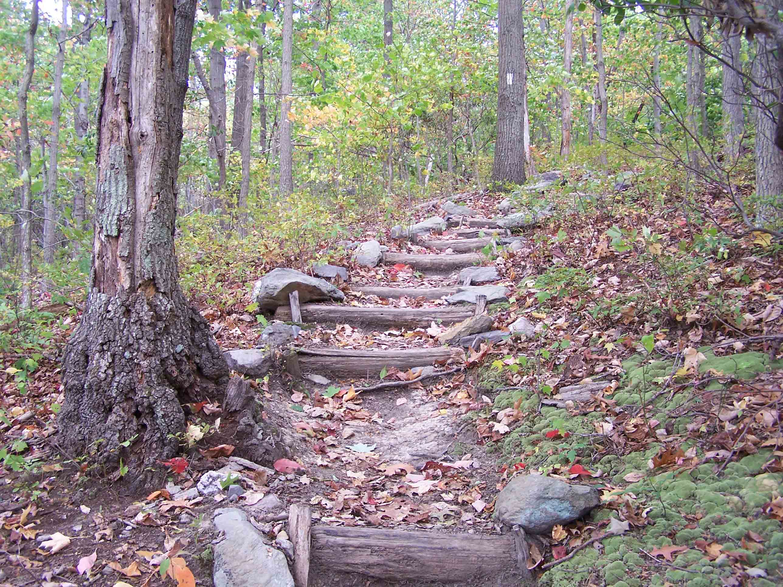 steps on trail