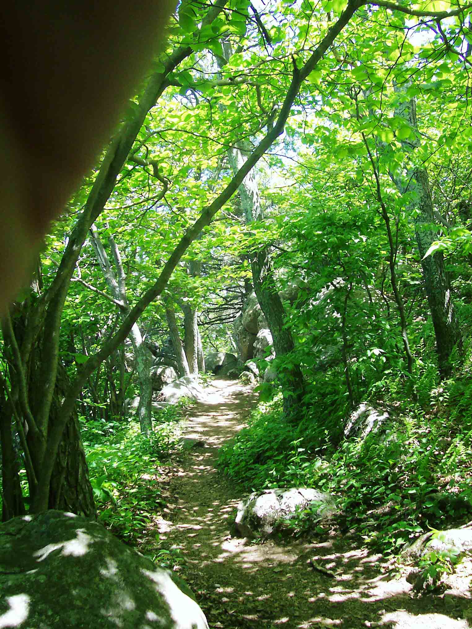 AT just south of Thunder Ridge Overlook. Taken at approx. MM 3.5.  Courtesy dlcul@conncoll.edu