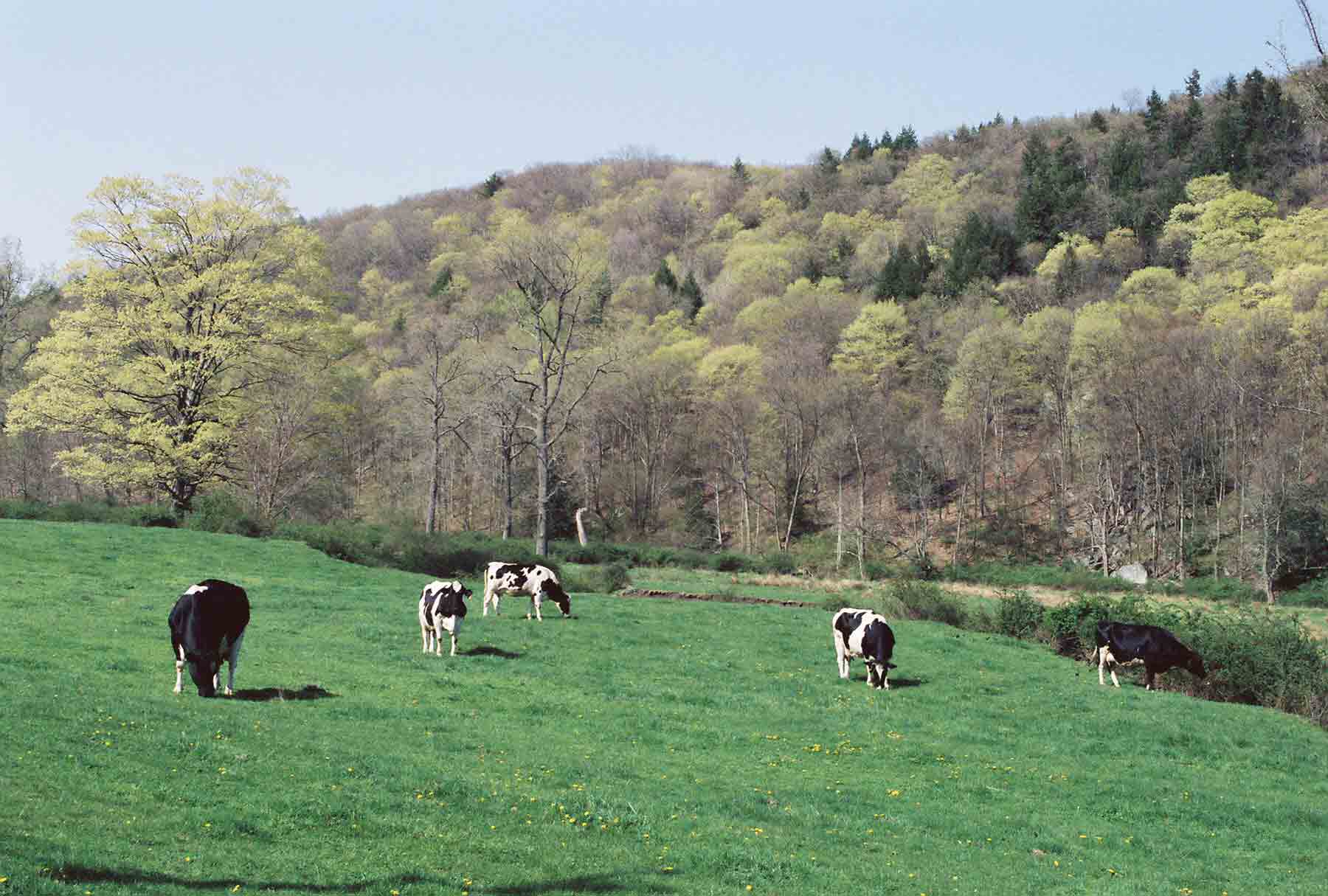 mm 11.0 - Cows in field just north CT 341 near Kent. The AT crosses this field.  Courtesy dlcul@conncoll.edu