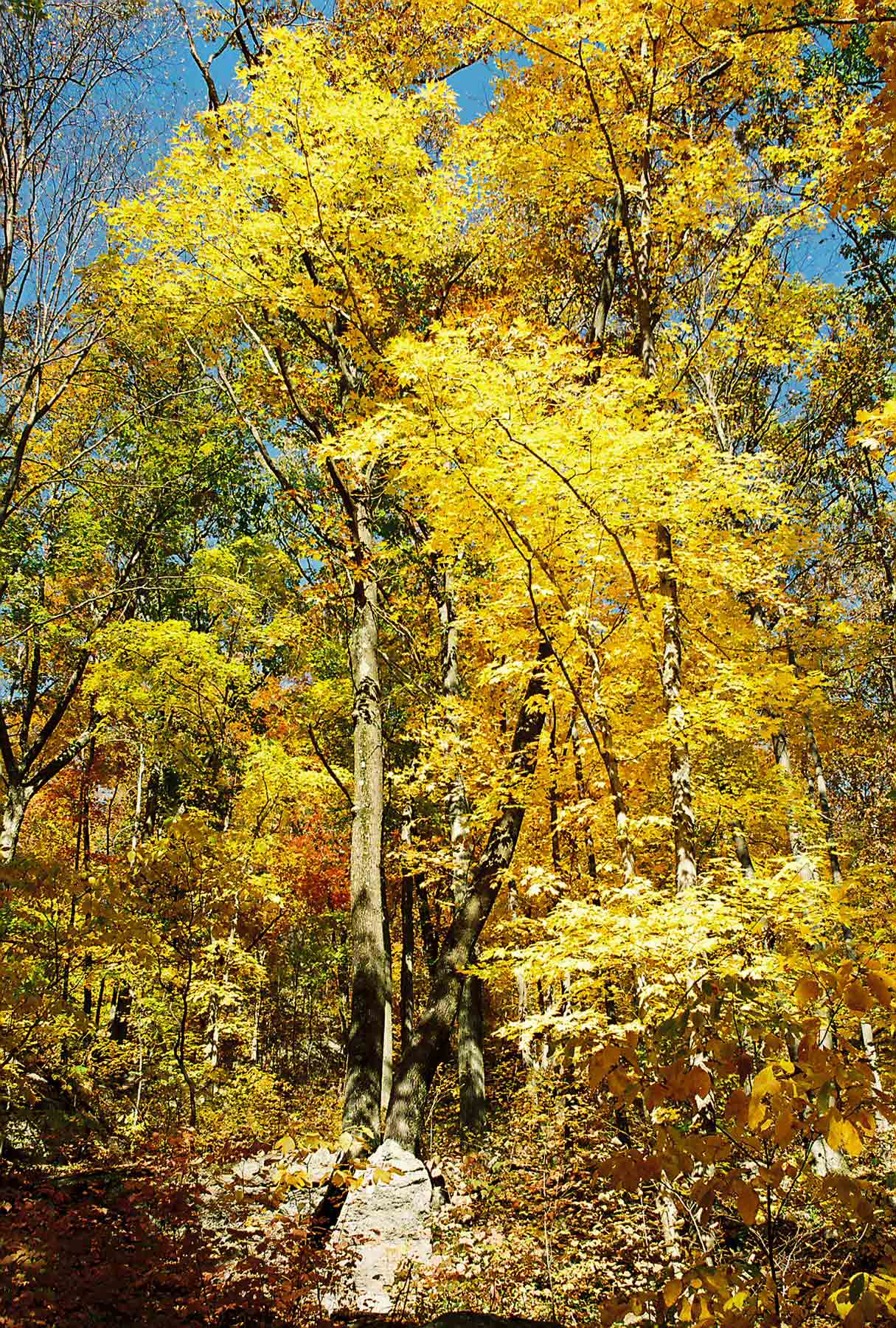 Fall color along the trail as the southbound trail descends towards Schaghticoke Road. Taken at approx. MM 6.8.  Courtesy dlcul@conncoll.edu