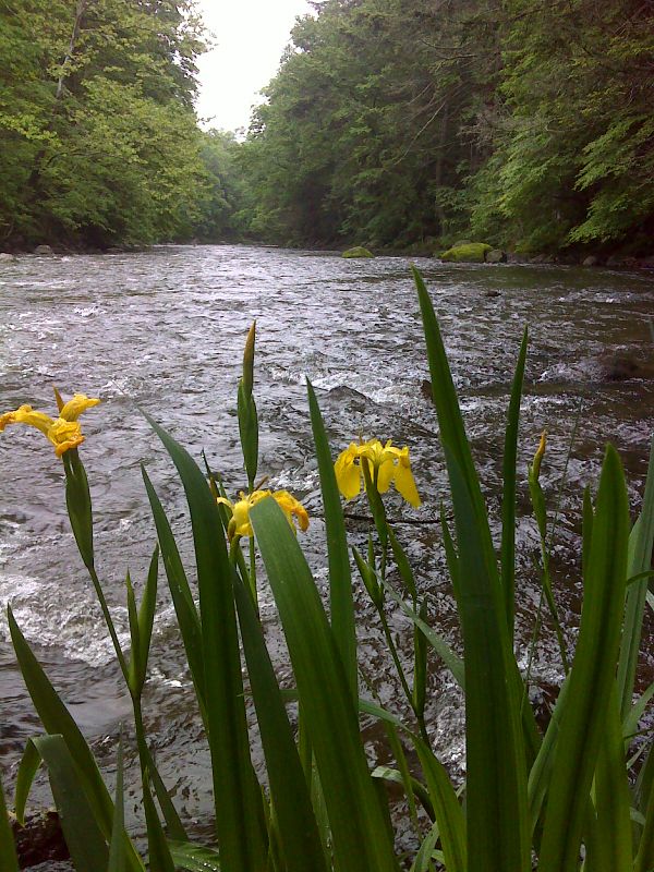 Wild yellow iris along the Ten Mile River.  GPS N41.6662 W73.5098  Courtesy pjwetzel@gmail.com
