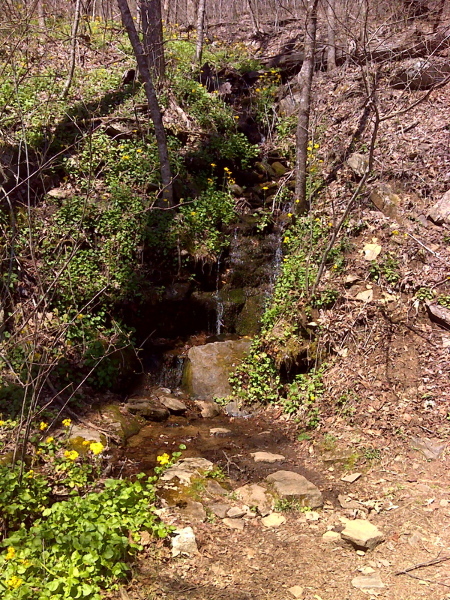 Spring bloom around cascade just north of Low Gap.  GPS N34.7993 W8218  Courtesy pjwetzel@gmail.com