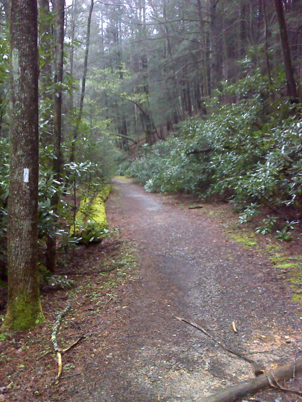 mm 4.8 Smooth trail on old road in rainforest-like setting, Stover Creek. GPS N34.6594 W84.1901  Courtesy pjwetzel@gmail.com