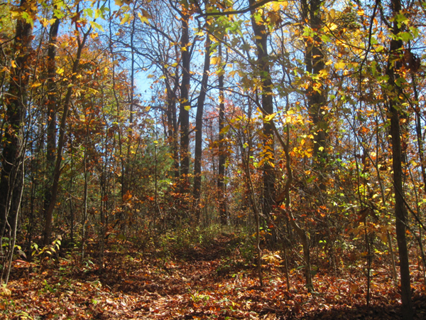 Near the high point of the trail between Hightower Gap and Three Forks. Taken at approx. mm 1.6.Courtesy dlcul@conncoll.edu