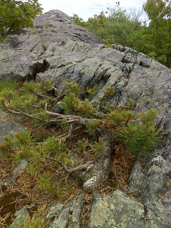Tiny trail tree, often stepped upon.  The summit of Race Mt. is just behind.  GPS N42.0822 W73.4319  Courtesy pjwetzel@gmail.com