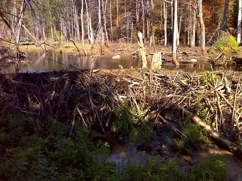 Beaver dam that caused a recent 100 yard reroute of the AT.  Taken in June 2012.  GPS N42.3988  W73.1507  Courtesy pjwetzel@gmail.com