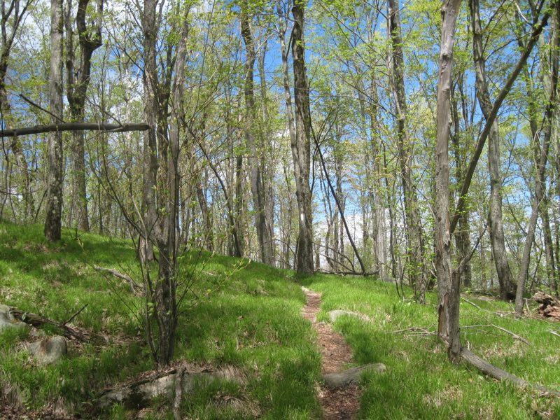 The trail reaches its high point on Day Mountain.  Courtesy dlcul@conncoll.edu