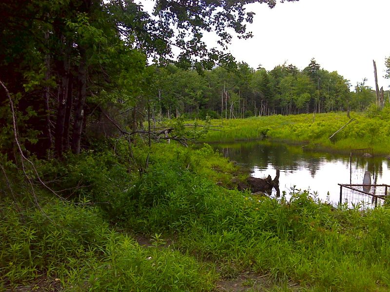 mm 1.5 Trail crossing at pond, West Branch Road. GPS N42.3617 W73.1533 Courtesy pjwetzel@gmail.com