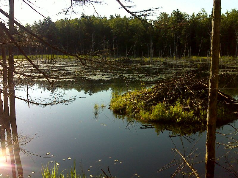 Beaver Pond and lodge north of West Branch Road.  GPS N42.3649 W73.1501  Courtesy pjwetzel@gmail.com