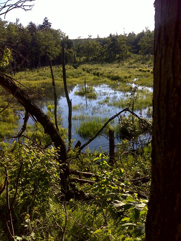  Wetland near West Branch Road  GPS N42.3620 W73.1532  Courtesy pjwetzel@gmail.com
