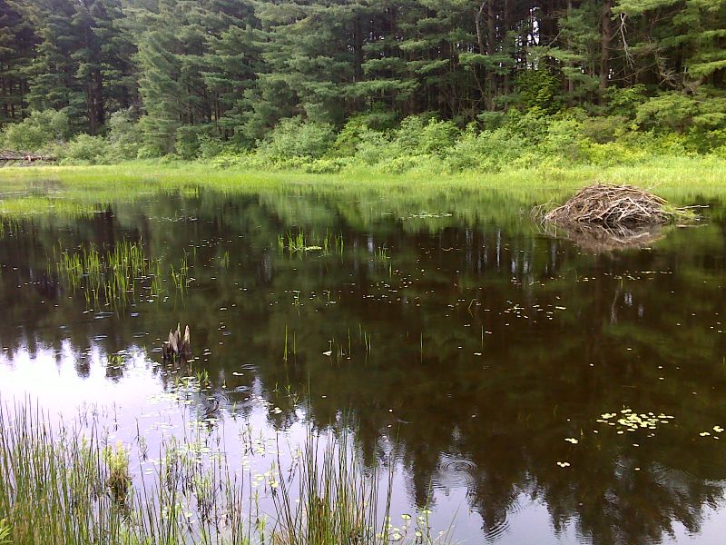 mm 6.1 One corner of Knee Deep Pond showing beaver lodge. GPS N42.2568 W73.1801  Courtesy pjwetzel@gmail.com