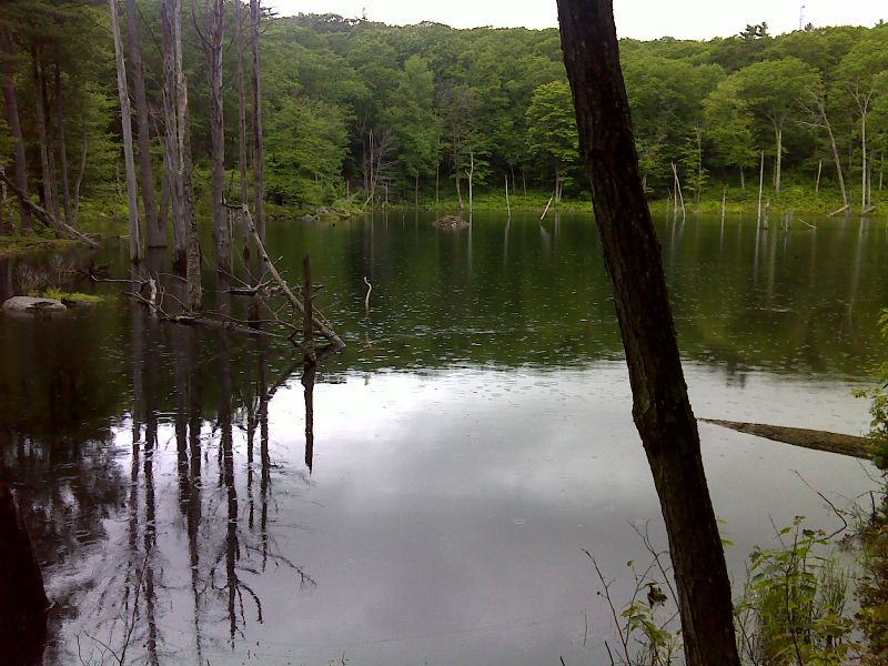 mm 7.8 Beaver pond.  GPS N42.2150 W73.2595  Courtesy pjwetzel@gmail.com
