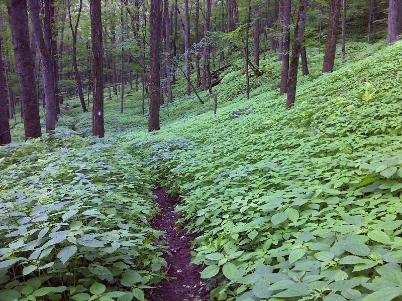 Hillside carpeted with jewel weed and stinging nettle plants.  GPS 42.2495 W73.2294  Courtesy pjwetzel@gmail.com