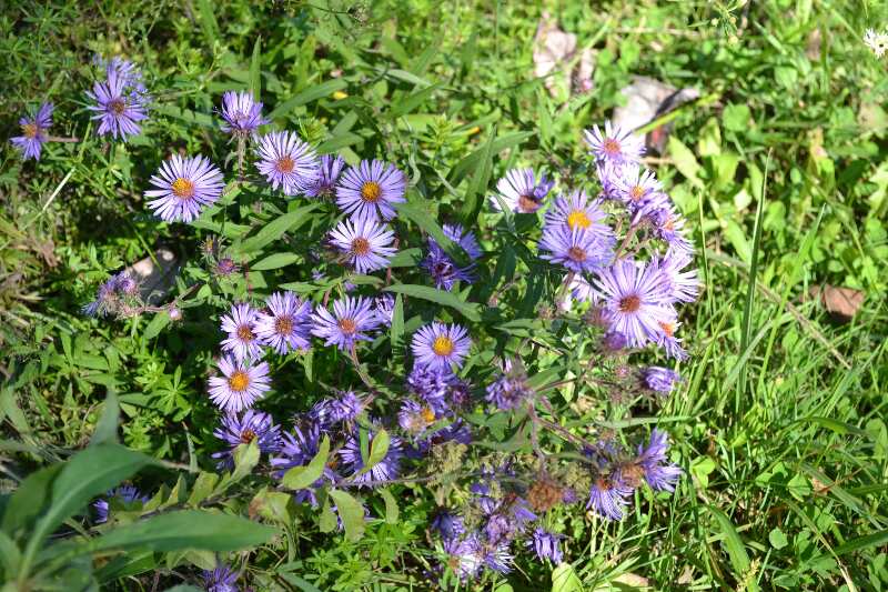 Wild asters along trail.  Courtesy at@rohland.org