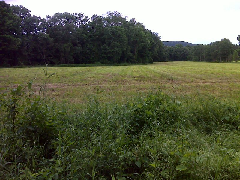 AT skirts this field on narrow steep slope beside swamp. GPS N42.1534 W73.3746  Courtesy pjwetzel@gmail.com