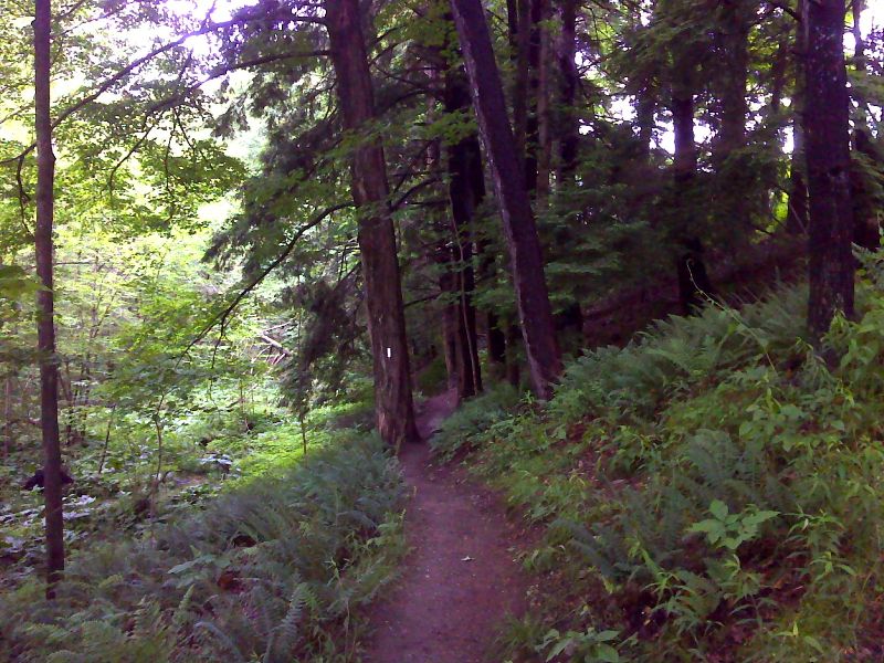 Long pretty walk in narrow corridor between a hayfield and a swamp GPS N42.1542 W73.3738  Courtesy pjwetzel@gmail.com