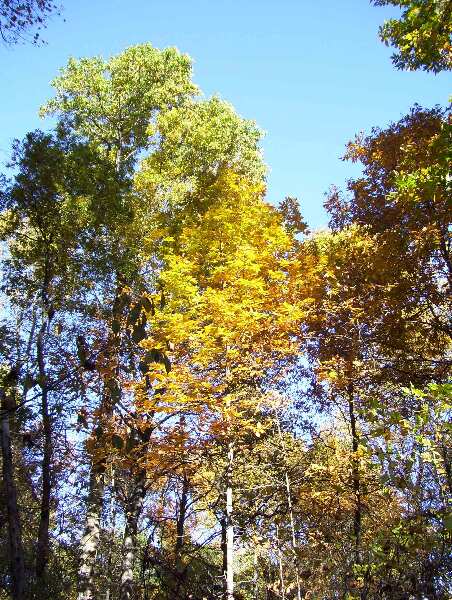 Fall color (11/3/07) from the trail between Ensign Cowall Shelter and MD 77.  Courtesy dlcul@conncoll.edu