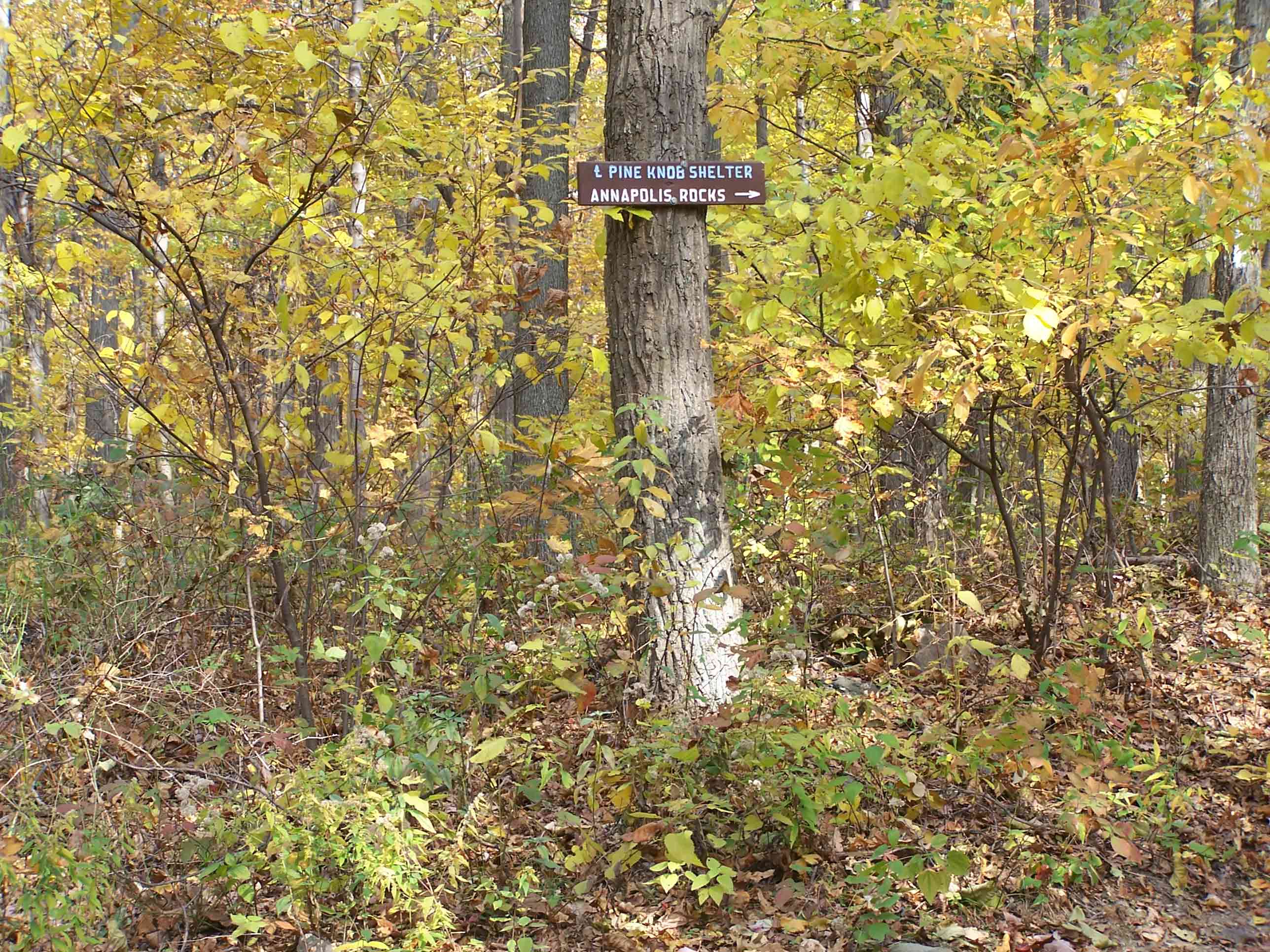 mm 8.0 - Sign for blue-blazed trail to Pine Knob Shelter. Courtesy at@rohland.org