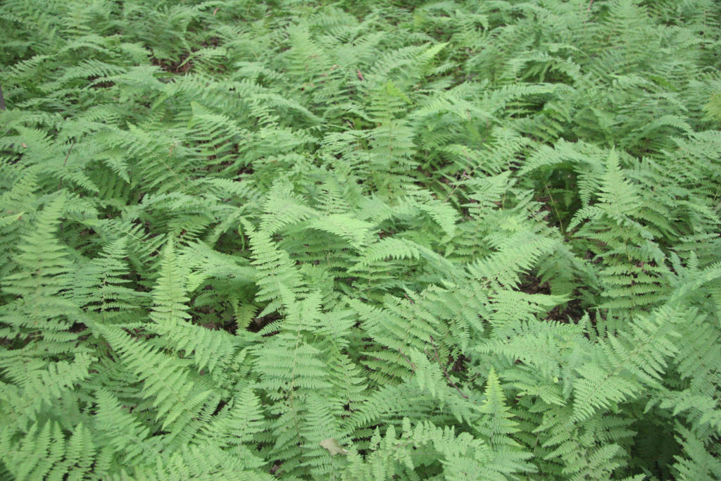Ferns, a couple of miles north of the Myersville trailhead.  Courtesy pmansbach@aol.com