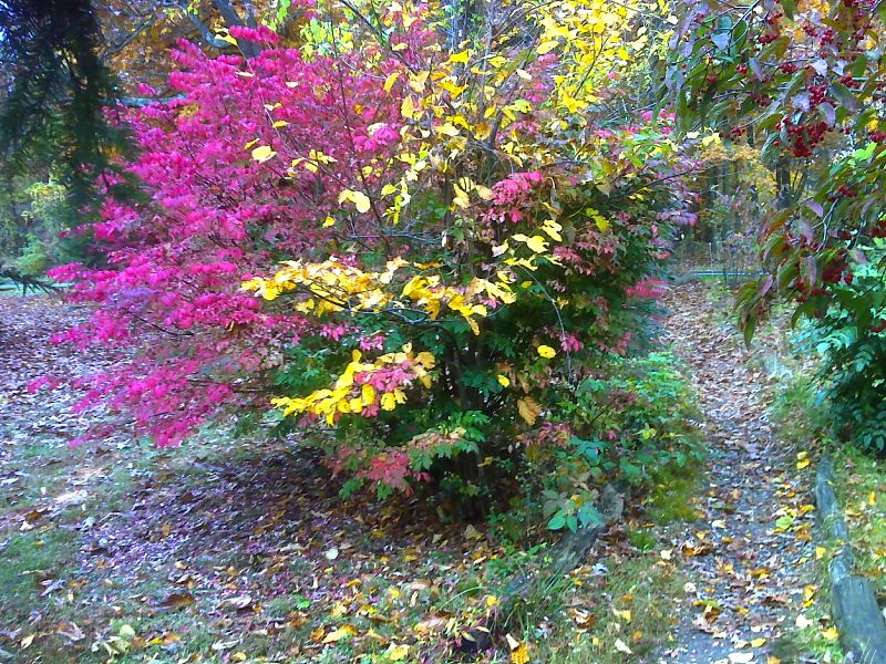 mm 0.1  Fall color in yard at northern crossing of Boonesboro Mountain Road.   Courtesy pjwetzel@gmail.com