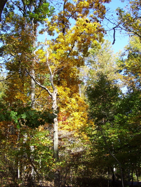 mm 3.3 - Fall color near where the trail crosses Wahington Monument Road. The Hiker's parking area is to the rear of this photo.  Courtesy dlcul@conncoll.edu