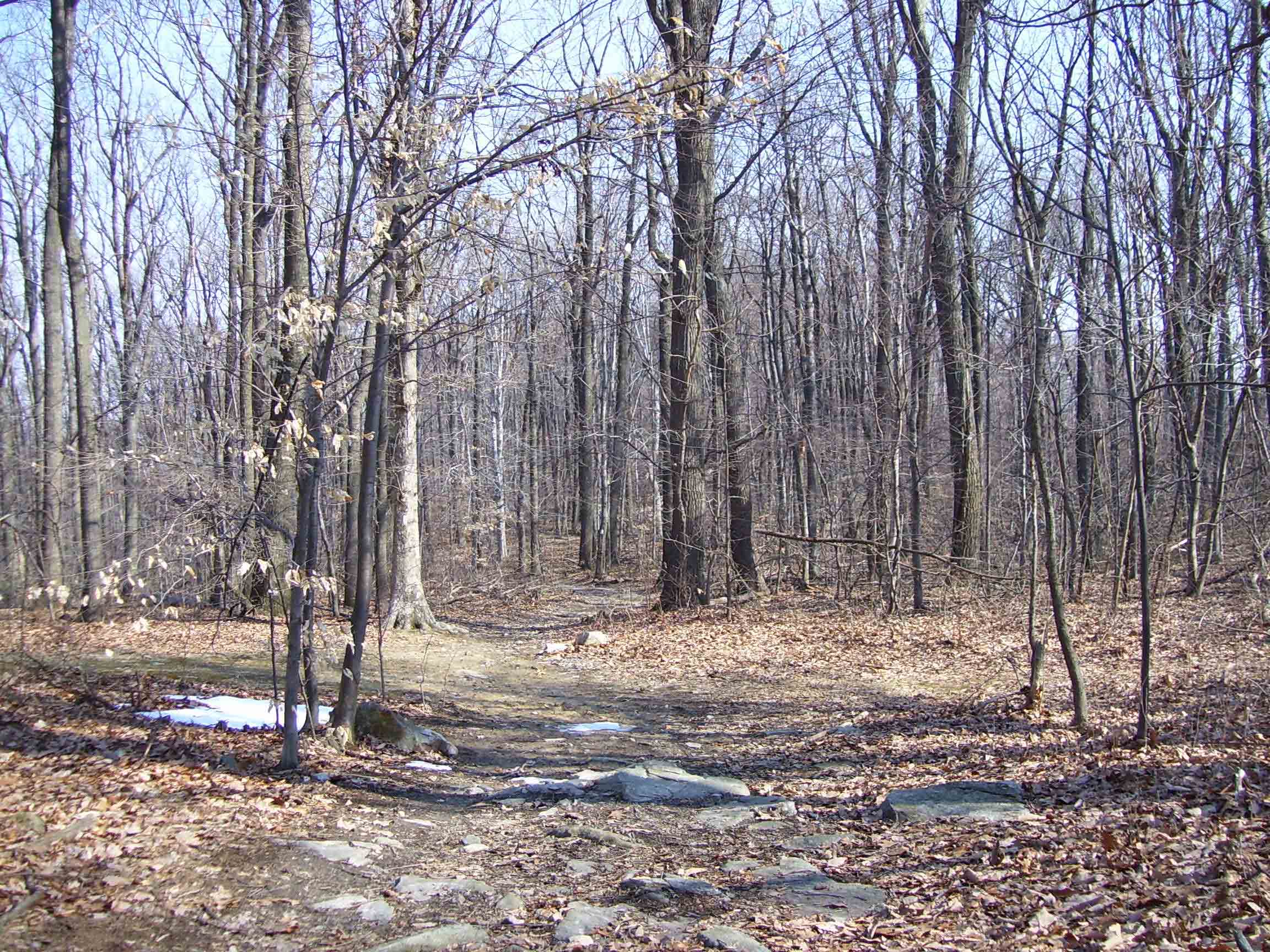 mm 1.7 - Brownsville Gap (March 2007). For quite some distance south of Crampton Gap, the trail follows an old road.  Courtesy dlcul@conncoll.edu