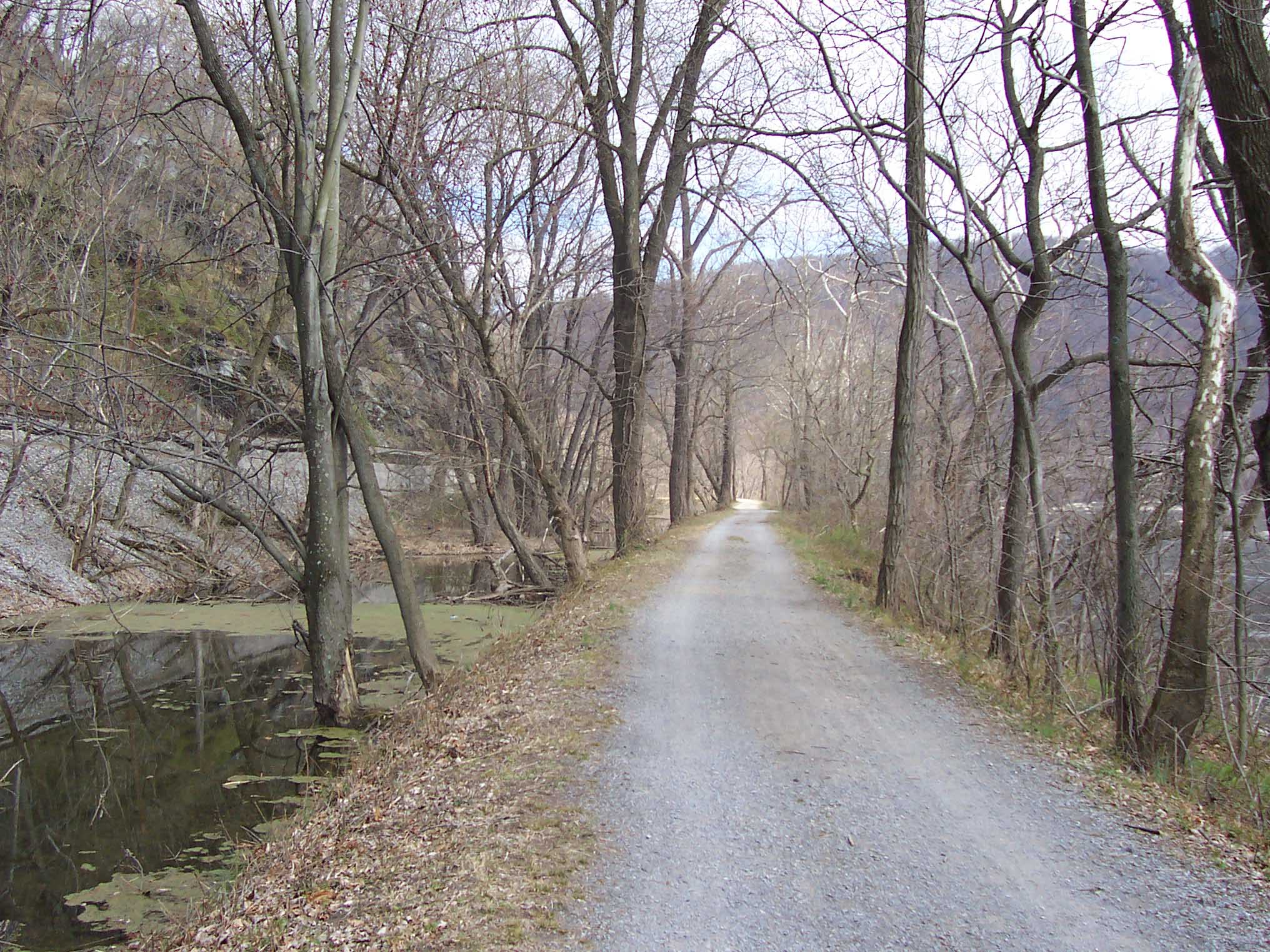 Chesapeake and Ohio canal towpath (AT). Canal remnants are on left, Potomac River on right. Courtesy dlcul@conncoll.edu