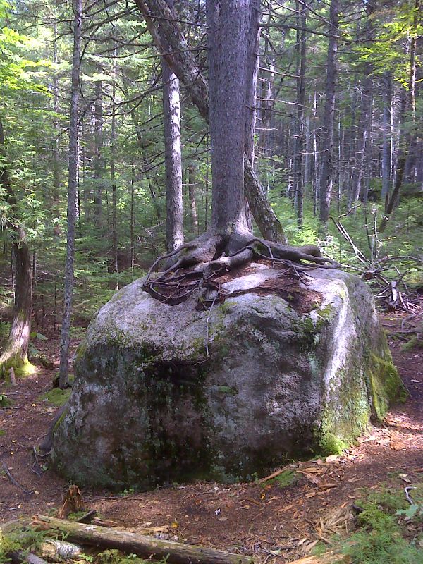 Tree growing on solid rock.  GPS N45.8753 W69.0351  Courtesy pjwetzel@gmail.com
