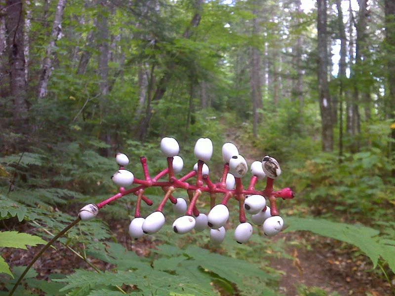 Actaea pachyponda or White Baneberry, deadly poisonous but pretty. GPS  N45.6232 W69.1212  Courtesy pjwetzel@gmail.com