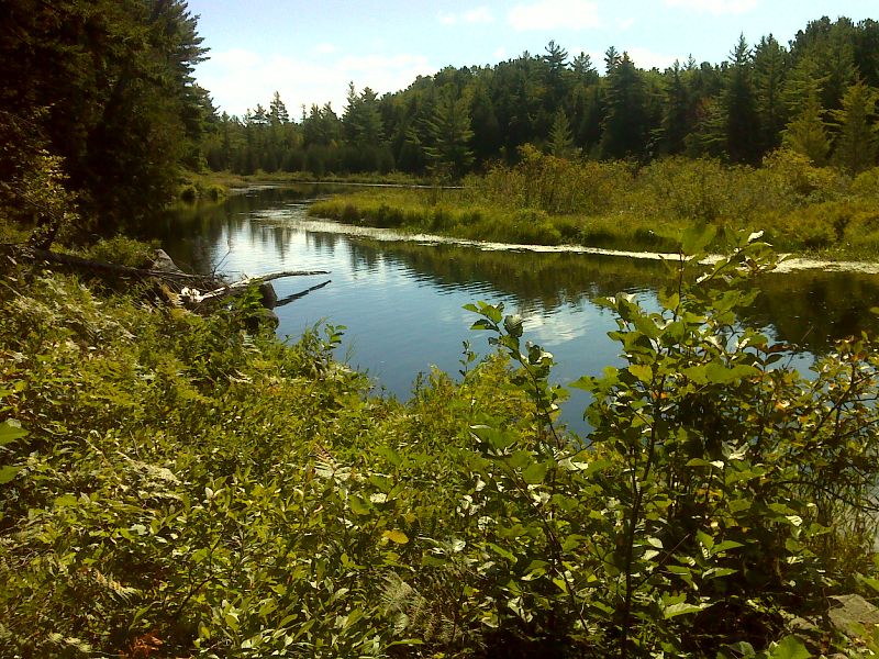 Cooper Brook in a boggy section.  GPS N45.6579 W69.0001   Courtesy pjwetzel@gmail.com
