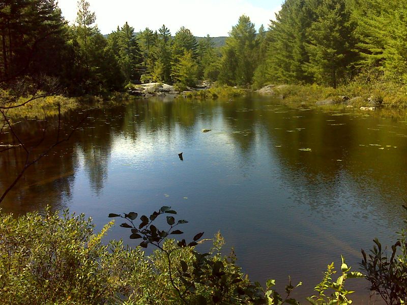 mm 15.8 Beaver Pond at crossing of Bald Mountain Stream. GPS N45.2789 W69.7277  Courtesy pjwetzel@gmail.com