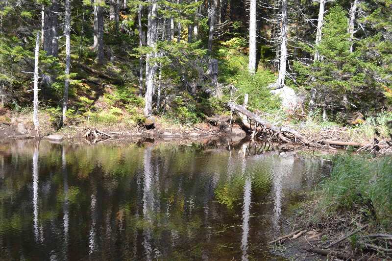 Beaver pond at GPS N45.13608 W70.35140 el.2,329  Courtesy at@rohland.org