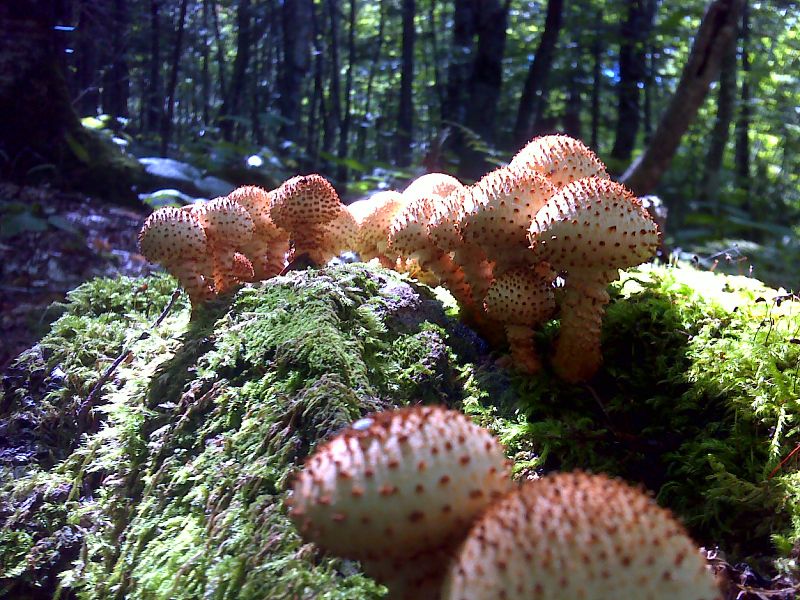 mm 15.5  Mushroom and moss at high point of AT on Roundtop Mountain.   GPS N45.1580 W 70.0997  Courtesy pjwetzel@gmail.com