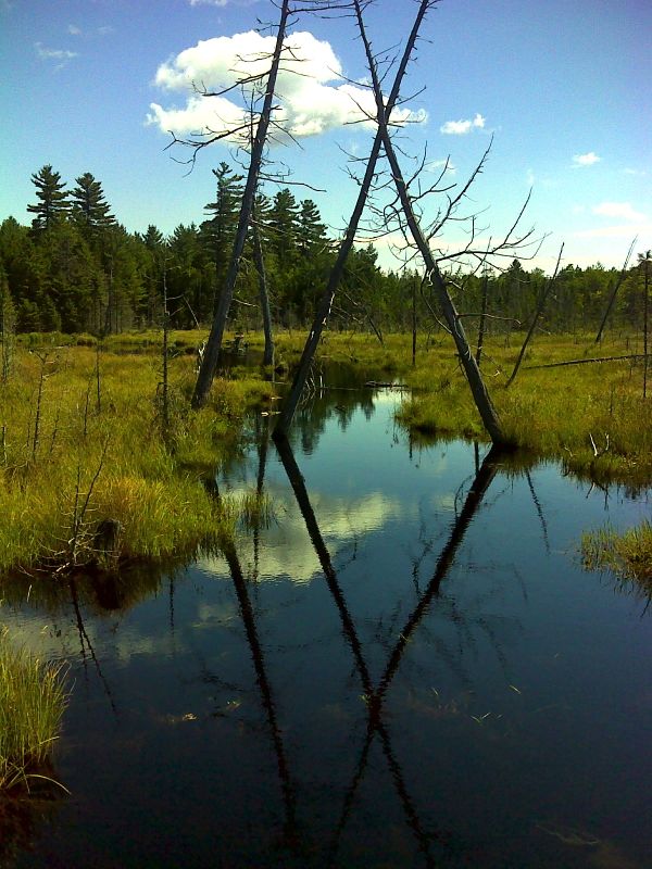 View of wetland from boardwalk. GPS 45.2060 W70.0730  Courtesy pjwetzel@gmail.com
