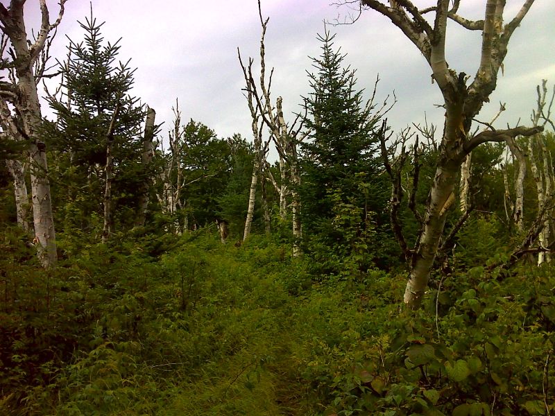 mm 10.7 Dead birches at summit of Cascade Mt.  GPS N44.4364 W71.1499  Courtesy pjwetzel@gmail.com