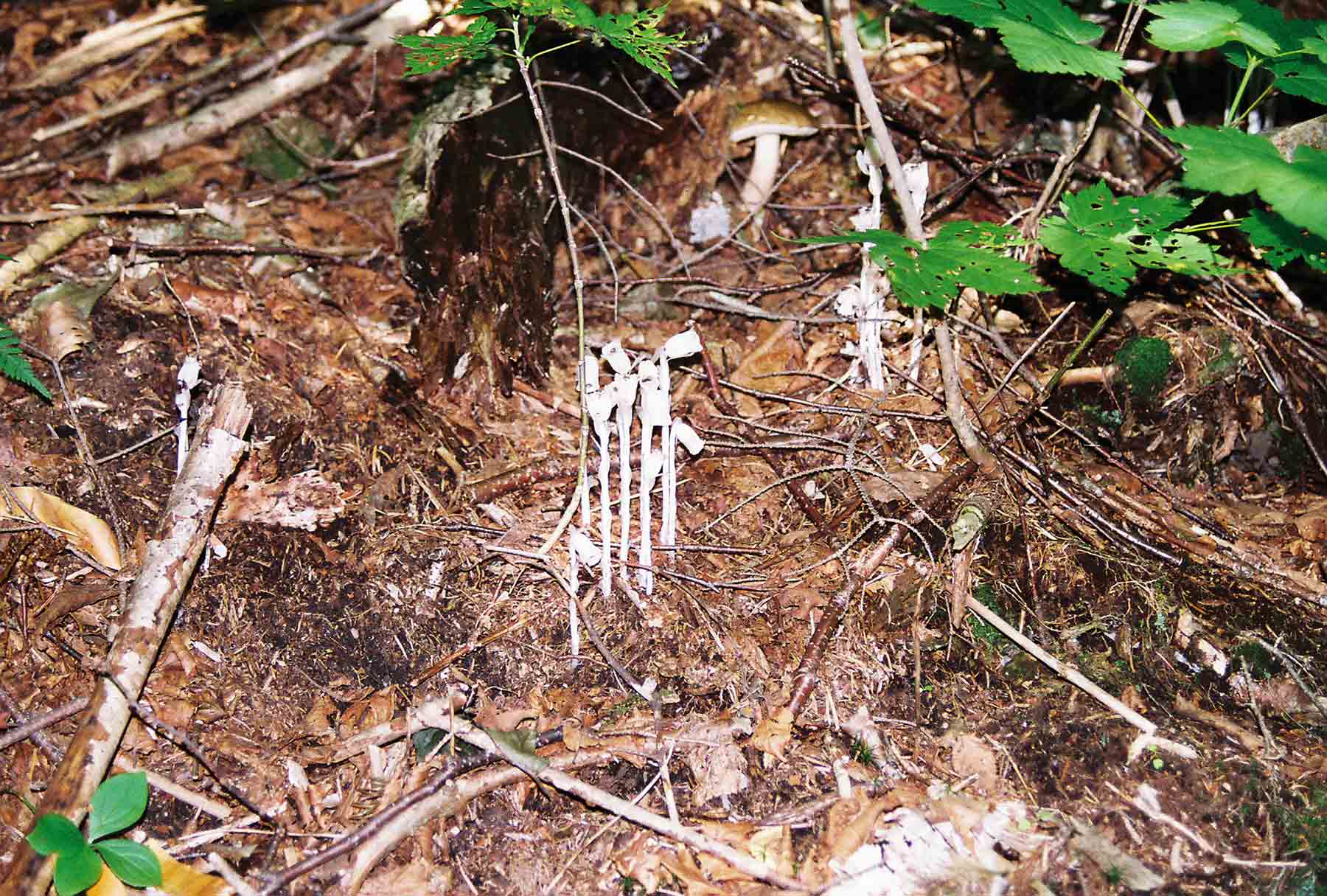 mm 18.1 - Indian Pipe.  Courtesy dlcul@conncoll.edu