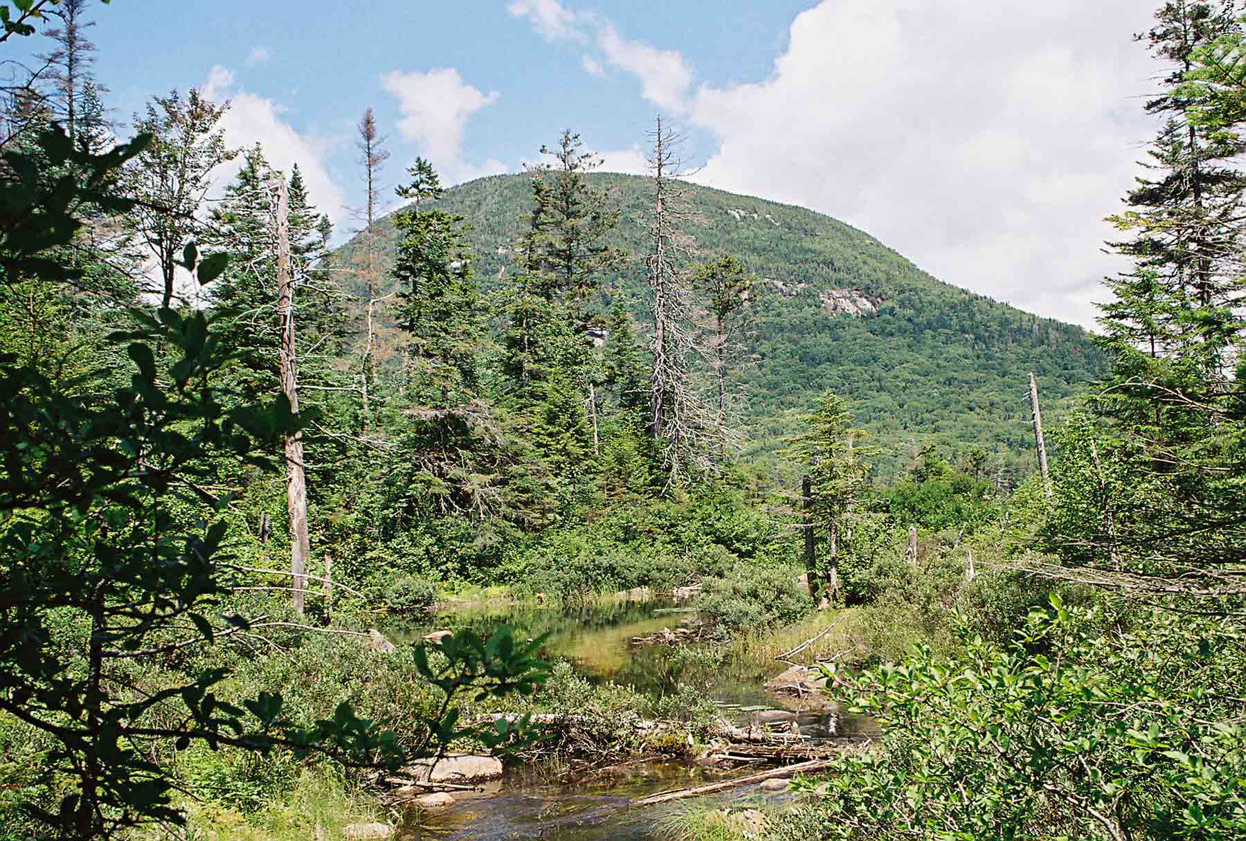 Picture taken towards the north end of the Cascade Brook Trail (AT) in July '04. Mountain ahead is Cannon Mountain. Taken at approx. Mile 2.7.  Courtesy dlcul@conncoll.edu