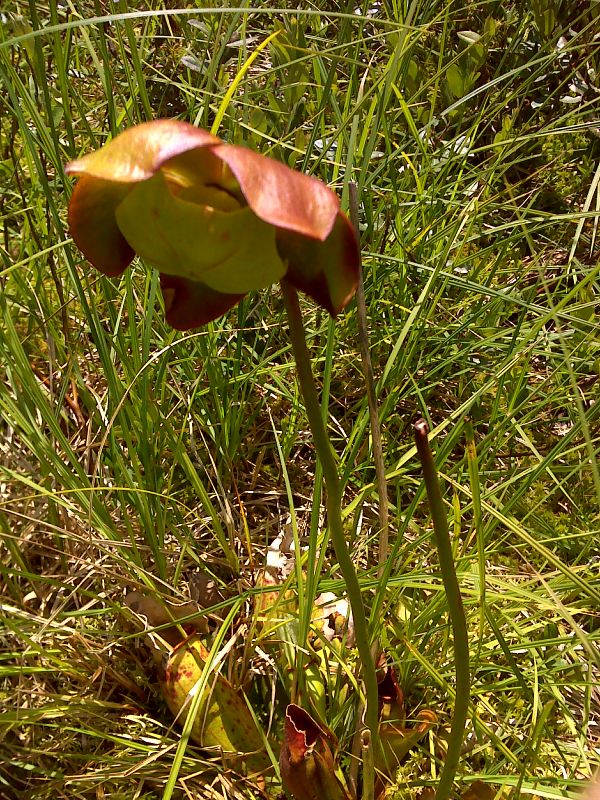 mm 7.4 Smiling pitcher plant blossom at Harrington Pond  GPS N44.1137  W71.7445  Courtesy pjwetzel@gmail.com