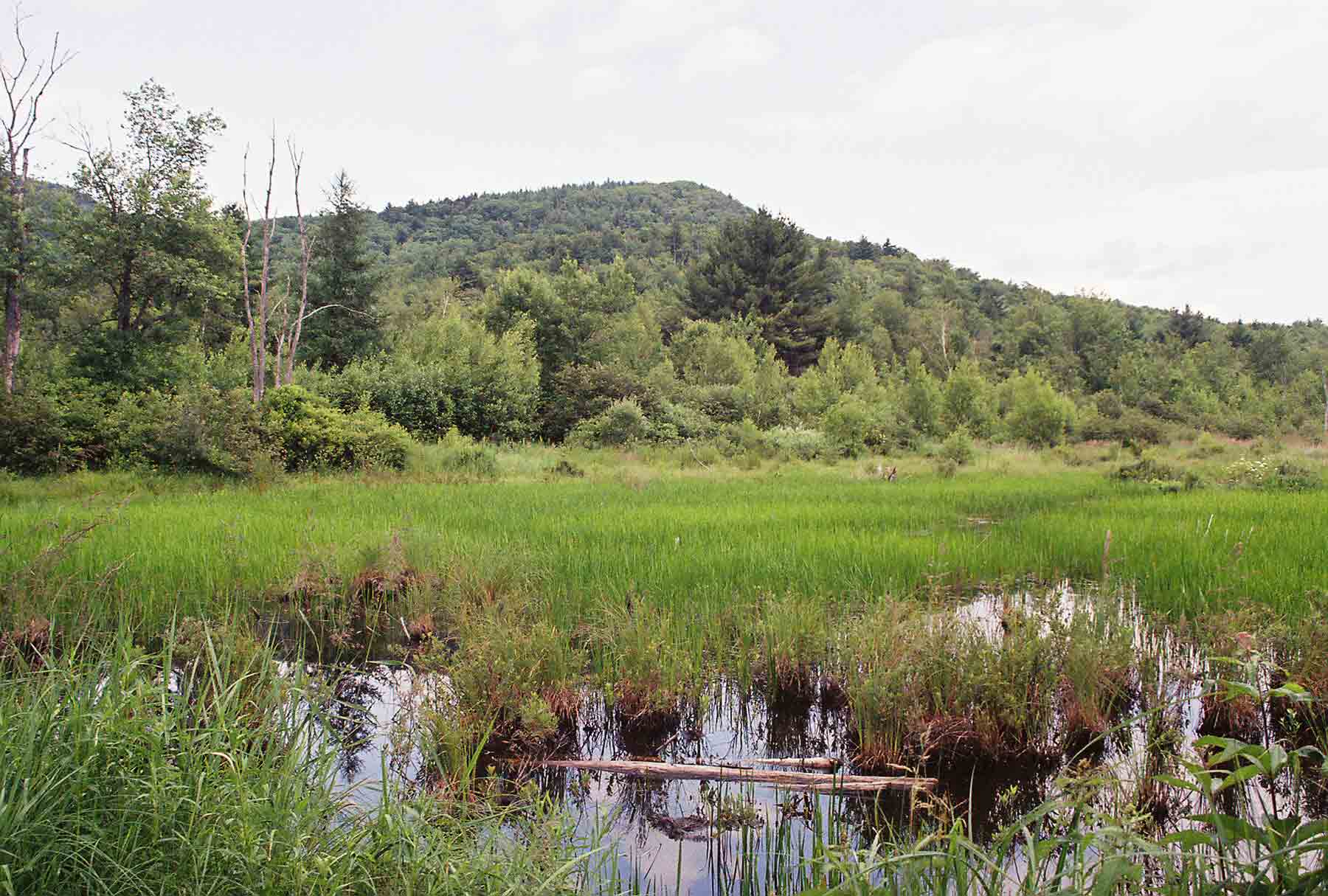 Marsh at approx. Mile 3.2 just north of Goose Pond Road. Courtesy dlcul@conncoll.edu
