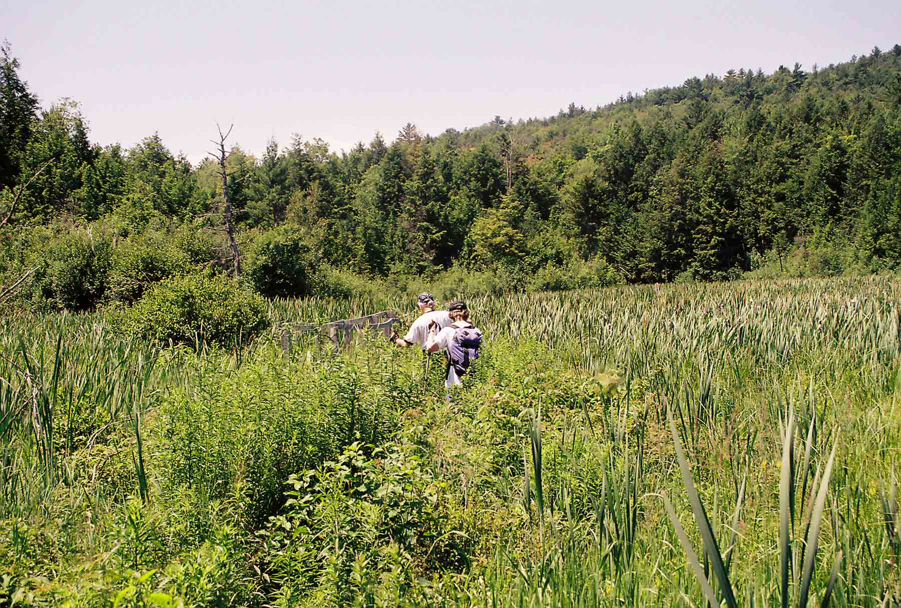 Sometimes the trail can get a wee bit overgrown. The trail just south of Trescott Road crosses this marsh. Taken in 2003 at approx. Mile 13.3.  Courtesy dlcul@conncoll.edu