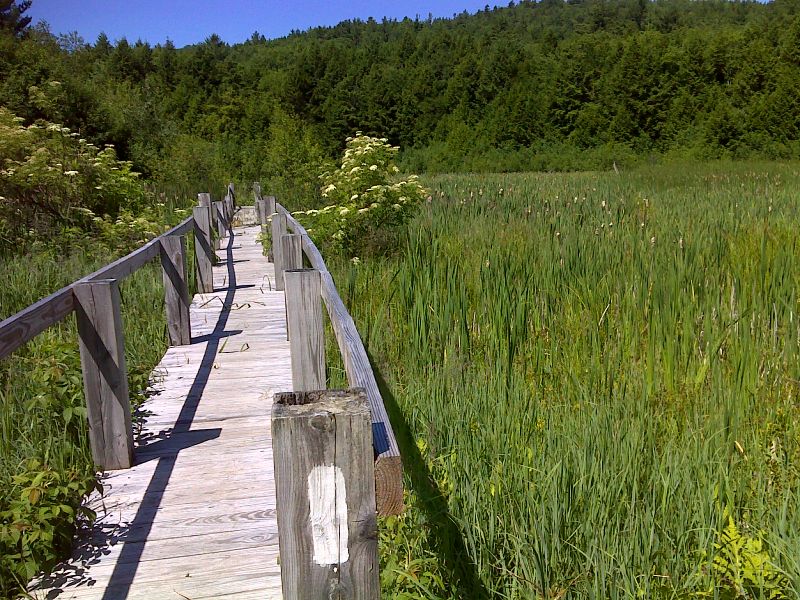 Boardwalk across cattail swamp when the vegetation had been at least partially cleared. This boardwak is barely visible in the previous picture.  This picture was a taken in  July 2012.   GPS N43.7033 W72.2421  Courtesy pjwetzel@gmail.com